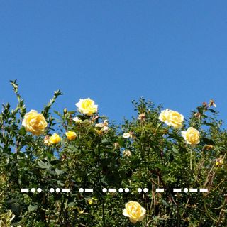 An view from below of a bush blooming with yellow roses in front of a clear blue sky. Morse code overlays the green of the bush on the bottom: -.. ..- .- .-.. .. - -.--